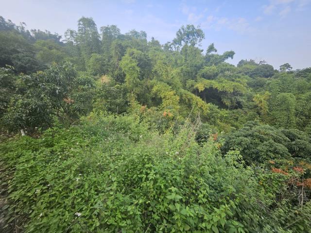 高雄大樹農地-4