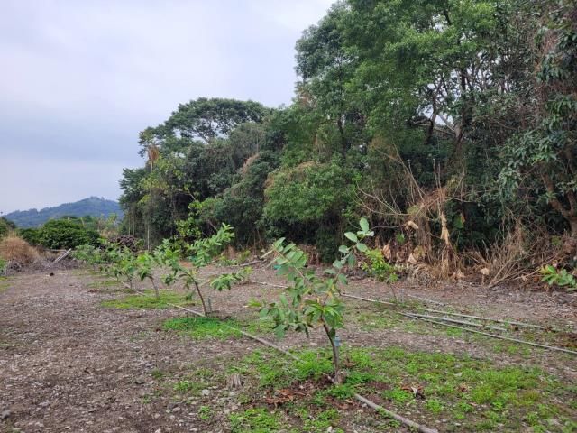 高雄六龜農地-1