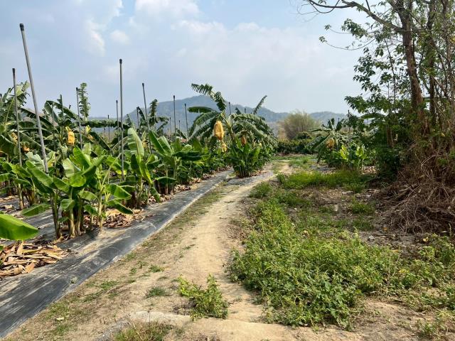 高雄美濃農地-8