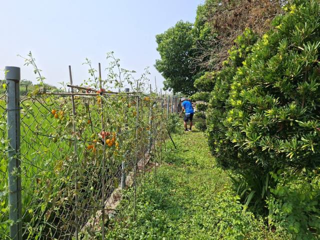 高雄美濃農地-10