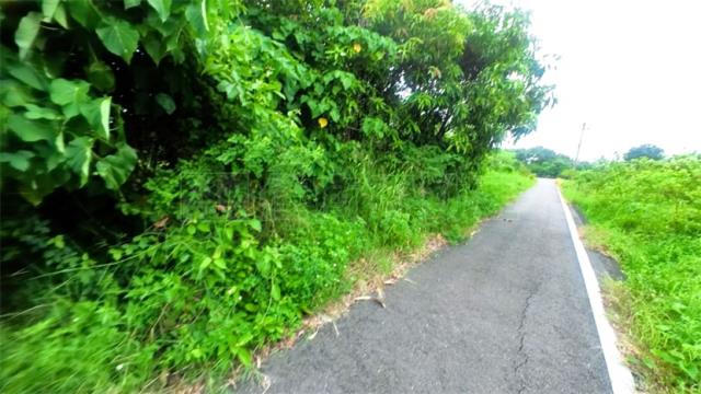 阿蓮農地-5